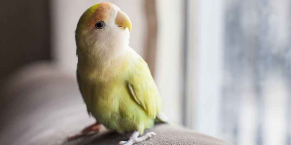 An Image Of A Cute Little Bird Sitting On A Couch.