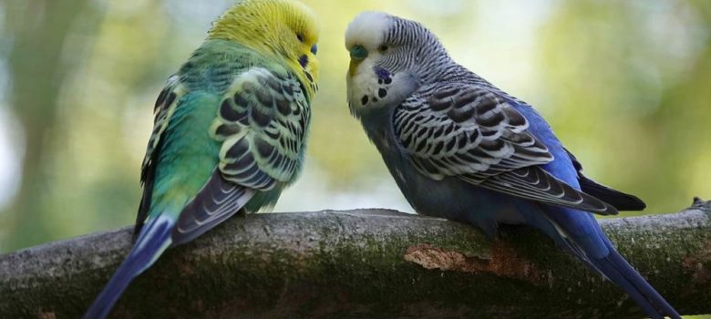 An Image Of Two Cute Little Blue Birds Sitting In The Brance of The Tree.