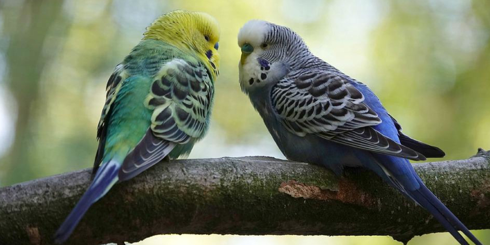 An Image Of Two Cute Little Blue Birds Sitting In The Brance of The Tree.