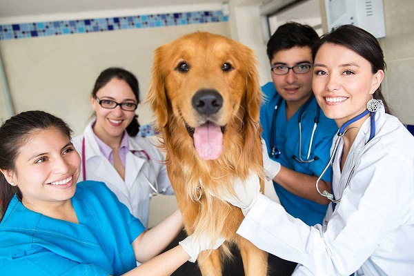 Image representing the efficient management of Staffs in Veterinary Clinic