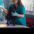 A doctor seen attending to a dog in the clinic. The dog is standing on the table and another doctor (face not seen) is handing over a machine to examine the dog