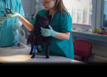 A doctor seen attending to a dog in the clinic. The dog is standing on the table and another doctor (face not seen) is handing over a machine to examine the dog