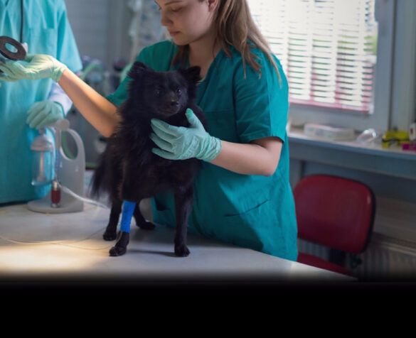 A doctor seen attending to a dog in the clinic. The dog is standing on the table and another doctor (face not seen) is handing over a machine to examine the dog