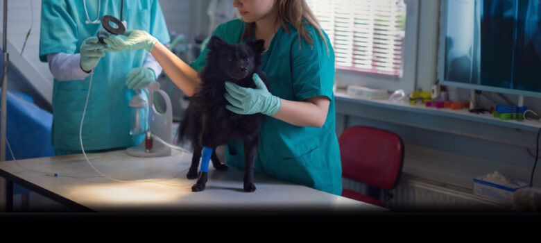 A doctor seen attending to a dog in the clinic. The dog is standing on the table and another doctor (face not seen) is handing over a machine to examine the dog