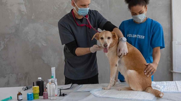 There is one doctor and one volunteer. The doctor is examining a brown dog. The dog is standing on the examination table. Some medicines are kept on one corner of the table.