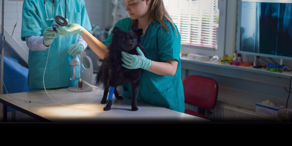 A doctor seen attending to a dog in the clinic. The dog is standing on the table and another doctor (face not seen) is handing over a machine to examine the dog