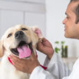 A veterinary doctor examining the Dog