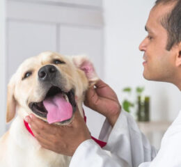 A veterinary doctor examining the Dog