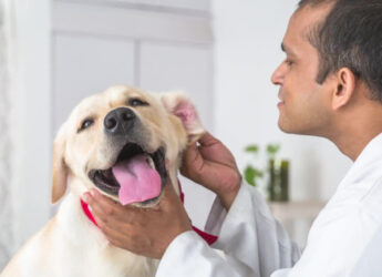 A veterinary doctor examining the Dog
