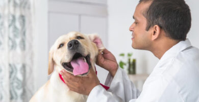 A veterinary doctor examining the Dog