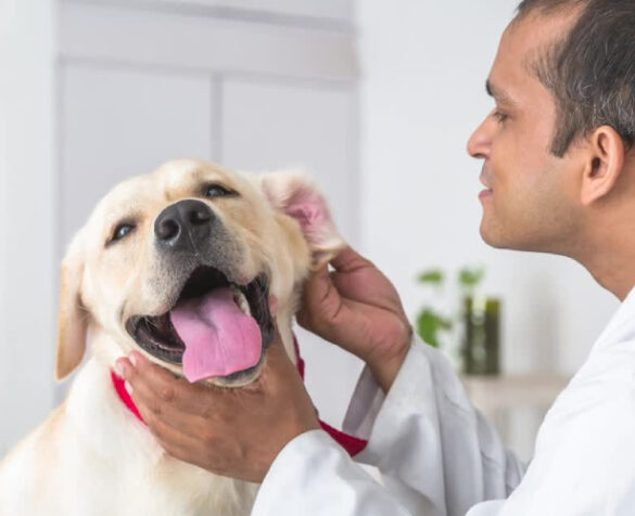 A veterinary doctor examining the Dog