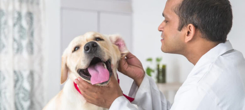 A veterinary doctor examining the Dog