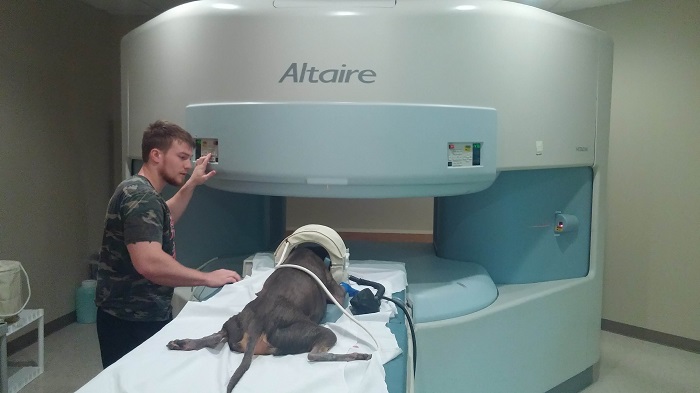 A man is taking the scan of the dog